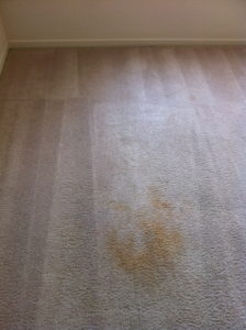 Pet Stain